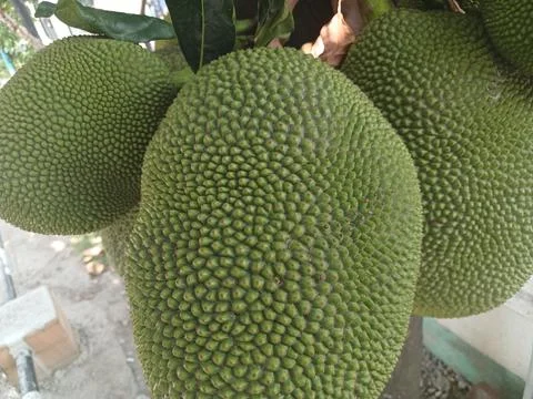 The jackfruit Stock Photos