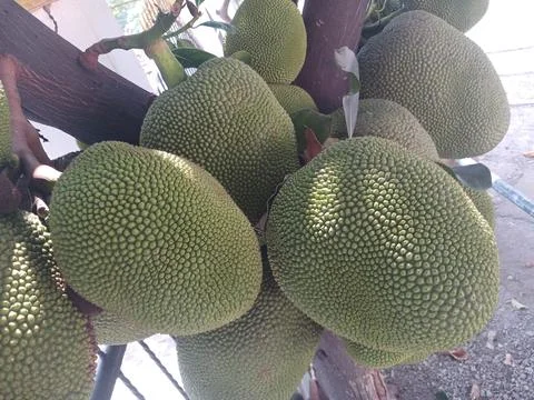 The jackfruit Stock Photos