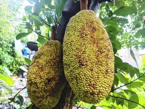 JACKFRUIT. Stock Photos