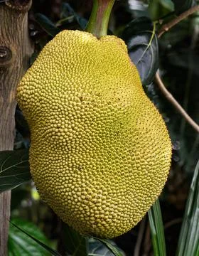 Jackfruit Stock Photos