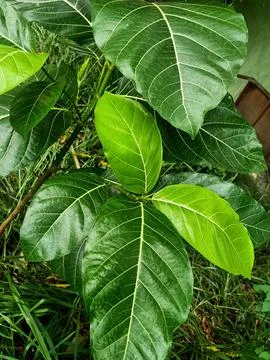Jackfruit Plant Stock Photos