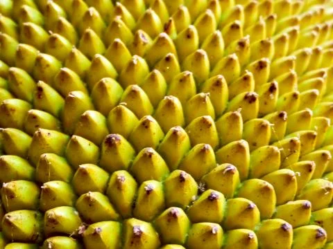 Jackfruit ripe surface blur jackfruit background 库存照片