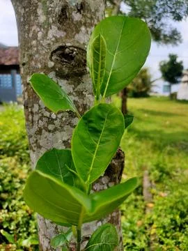 Jackfruit Sapling on Trunk Stock Photos