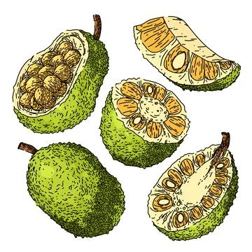 Jackfruit set sketch hand drawn vector Stock Illustration