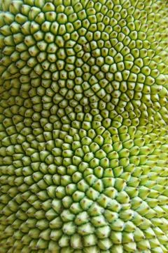 Jackfruit skin Stock Photos