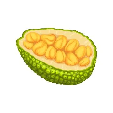 Jackfruit slice cut cartoon vector illustration イラスト素材