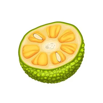 Jackfruit slice cut cartoon vector illustration Stock Illustration
