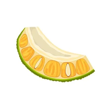 Jackfruit slice cut cartoon vector illustration Stock Illustration