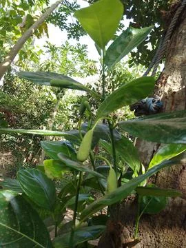 Jackfruit small growing Stock Photos