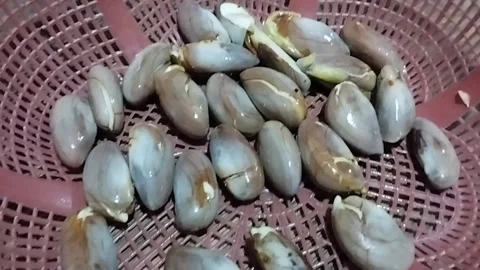 Jackfruit stone that has been cleaned Stock Footage 224487577