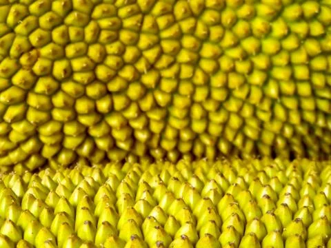 Jackfruit surface close up and blur jackfruit background Stock Photos