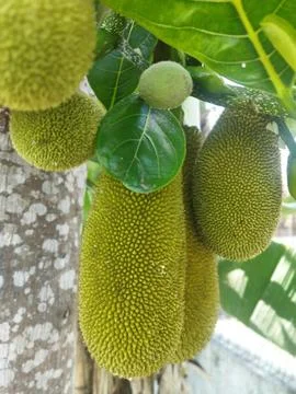 JACKFRUIT / TEWEL Stock Photos