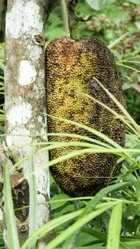 Jackfruit Tree 02 Stock Photos