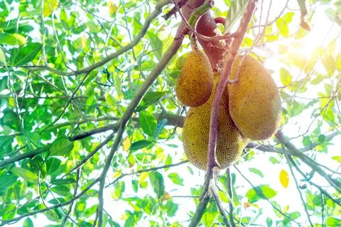 Jackfruit tree and jackfruit Stock Photos