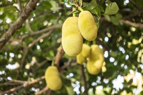 The jackfruit tree and their leaf in background Stock Photos
