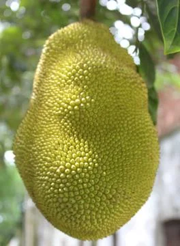 Jackfruit Tree and young Jackfruit Stock-Fotos