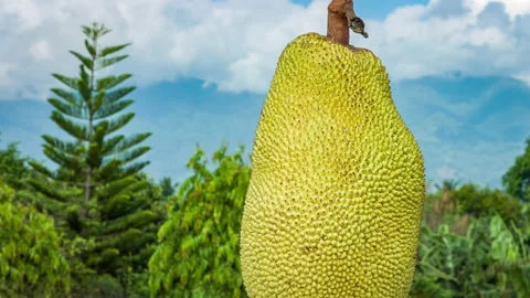 Jackfruit on the tree and young in Philippines, nature background Video stock 90732458