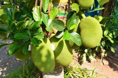 The Jackfruit Tree (Artocarpus heterophyllus) Foto stock