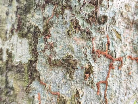 Jackfruit Tree Bark Texture with Moss Macro Background Stock Photos