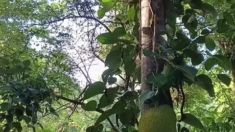 Jackfruit Tree Bearing Large Raw Fruits Stockbeeldmateriaal 335275341