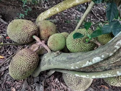 Jackfruit tree bears lots of fruit Stock Photos