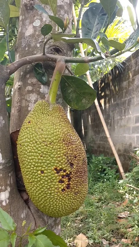 Jackfruit tree bears one fruit Stock Footage 326090441