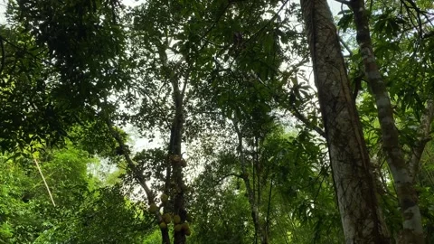 Jackfruit tree canopy in dense tropical forest - Khadimnagar national park Stock Footage 340426930