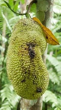 Jackfruit Tree Close up 03 Stock Photos