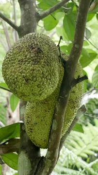 Jackfruit Tree Close up 04 Stock Photos