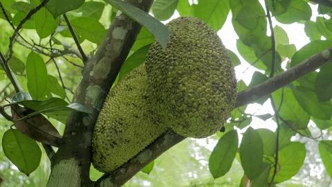 Jackfruit Tree Close up 05 Stock Photos