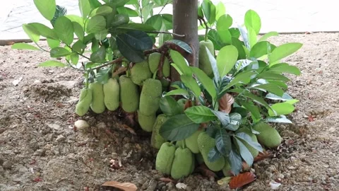 Jackfruit on the tree during the day. Stock Footage 163540417