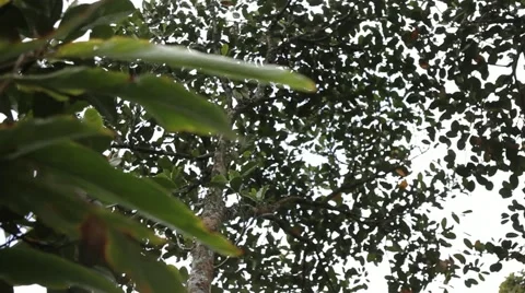 Jackfruit Tree Stock Footage 54377321