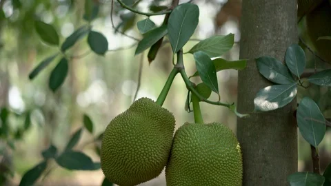 Jackfruit on the tree. Stock Footage 127216114