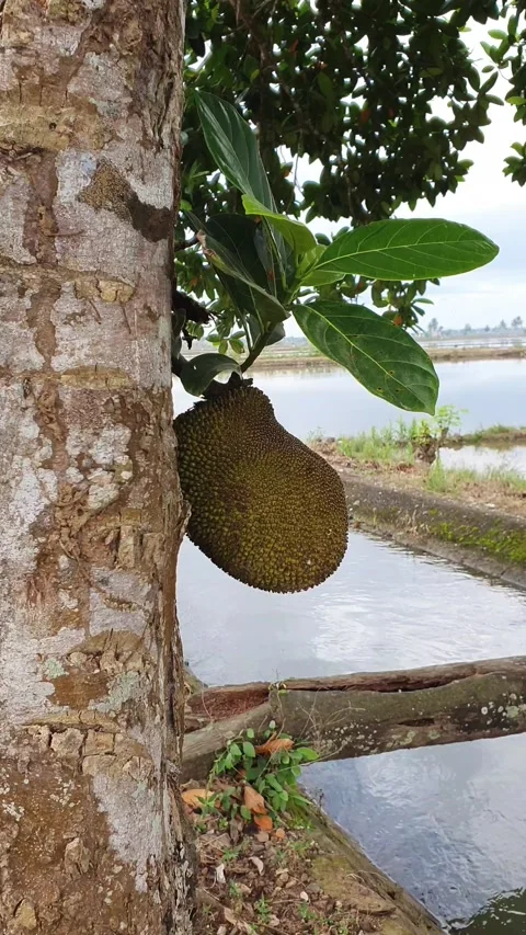 Jackfruit tree Stock Footage 242379347