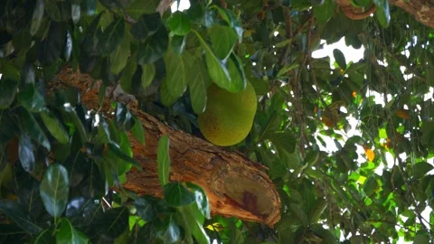 Jackfruit on the Tree Stock Footage 257186823