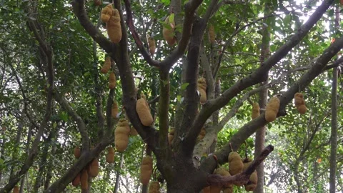 Jackfruit Tree Stock Footage 336682365