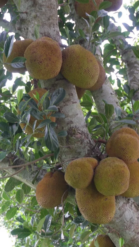 Jackfruit Tree Stock Footage 340757295
