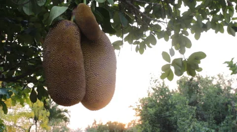 Jackfruit tree with fruit,video Stock-Footage 62807639