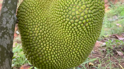 Jackfruit tree in the garden Stock Footage 151057355