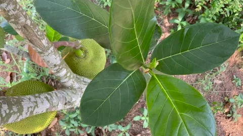 Jackfruit tree in the garden Stock Footage 151057357