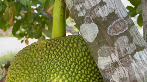 Jackfruit tree in the garden Stock Footage 151057367