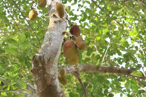 Jackfruit tree in a garden Stock Photos