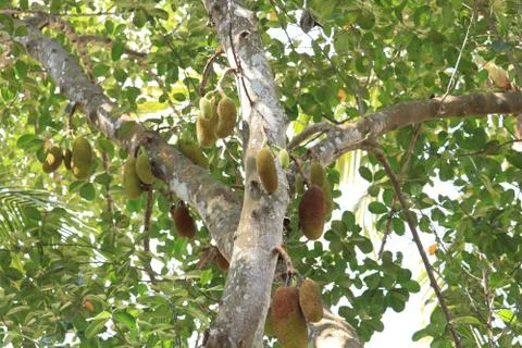 Jackfruit tree in a garden Stock Photos