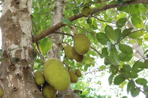Jackfruit tree in a garden Stock Photos