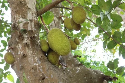 Jackfruit tree in a garden Stock Photos