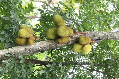 Jackfruit tree in a garden Stock Photos