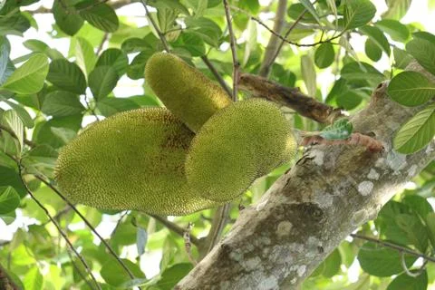 Jackfruit tree in a garden Stock Photos