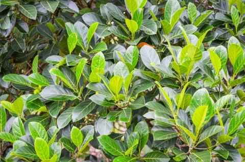 Jackfruit tree / Green leaf of Jackfruit plant in the tropical garden Stock Photos