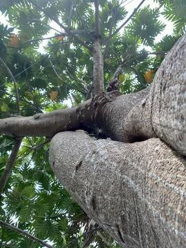 Jackfruit tree with green leave capture from bellow with the texture of wooden Stock Photos