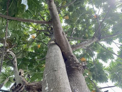 Jackfruit tree with green leave capture from bellow with the texture of wooden Stock Photos